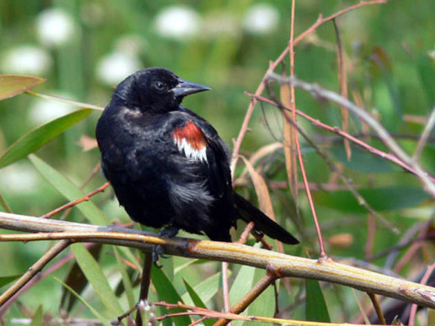 Federal support means more help for Tricolored Blackbirds