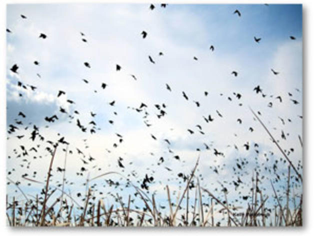 Let's make sure the Tricolored Blackbird survives