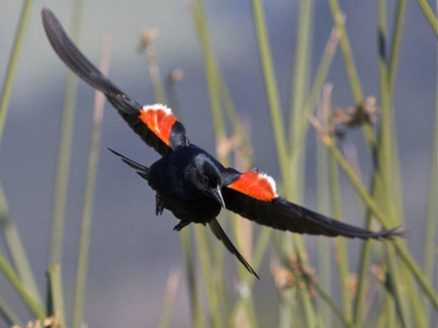 Federal protection sought for Tricolored Blackbird