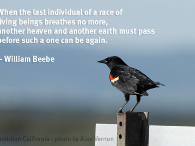 Let's be the generation that saved the Tricolored Blackbird from extinction