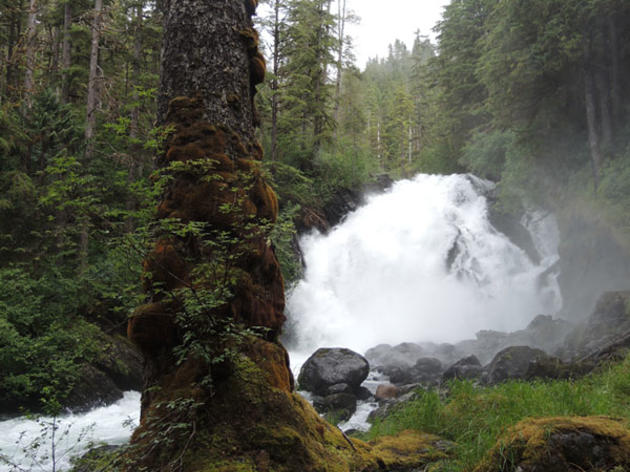 Scientists Call for End to Old-Growth Logging in the Tongass