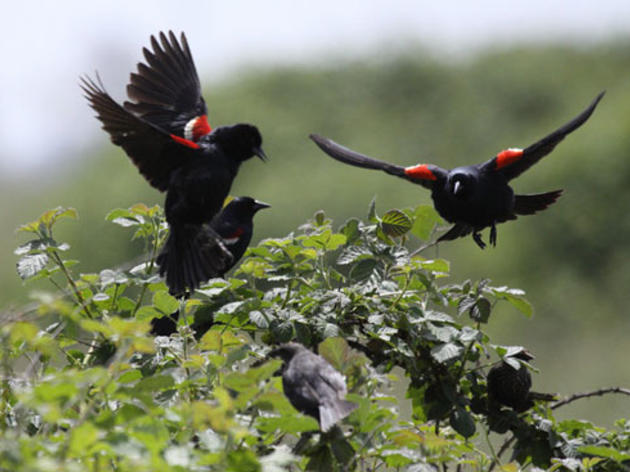 CA Fish and Game Commission votes in favor of emergency listing for Tricolored Blackbird