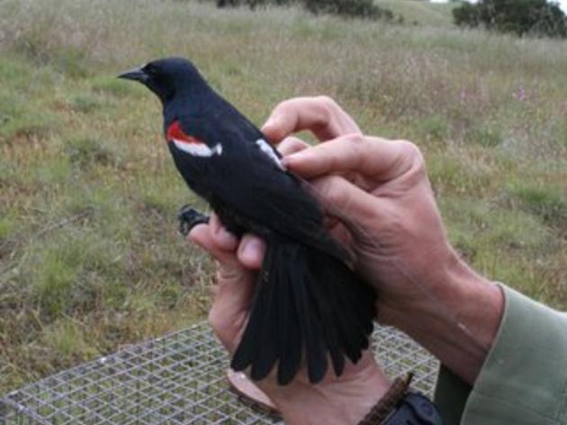 Santa Lucia Conservancy Tricolored Blackbird Tracking Project