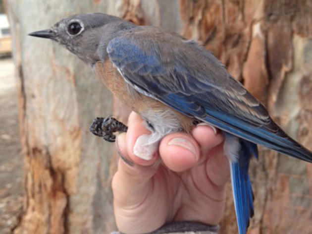 Bird update from the Audubon Starr Ranch Sanctuary