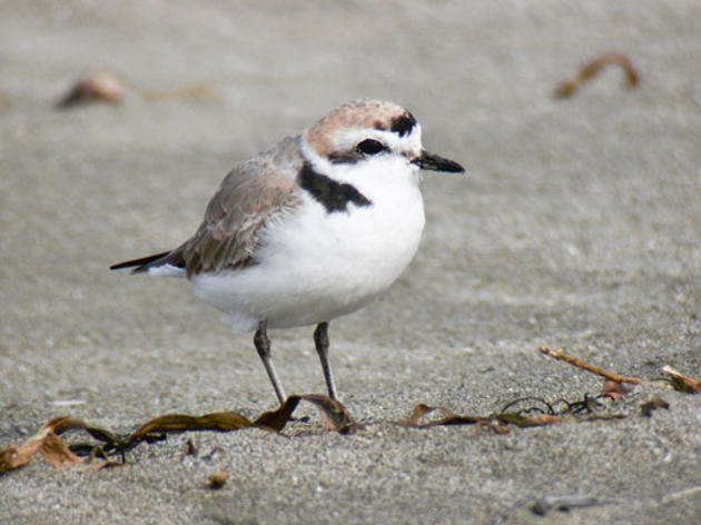 Add shorebirds and seabirds to those benefiting from Prop. 1