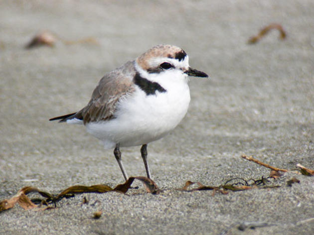 Spread of Santa Barbara oil spill raises concerns about Western Snowy Plovers at Coal Oil Point