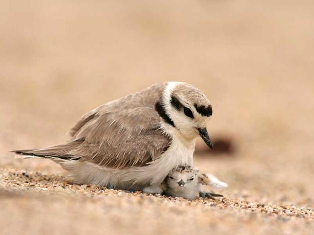 Top 10 cutest California birds