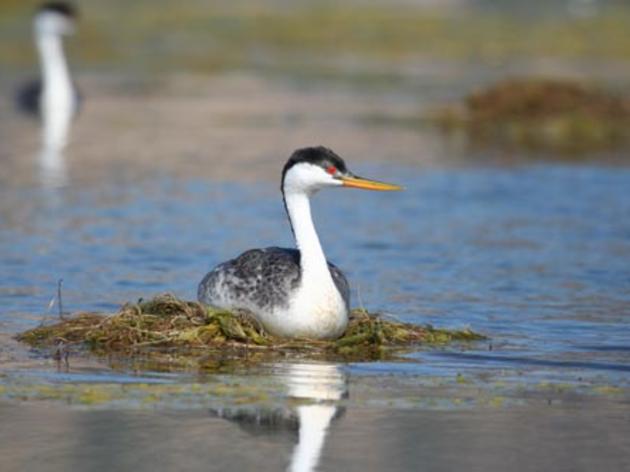 Op-ed: climate bills are important for Lake County birds and people