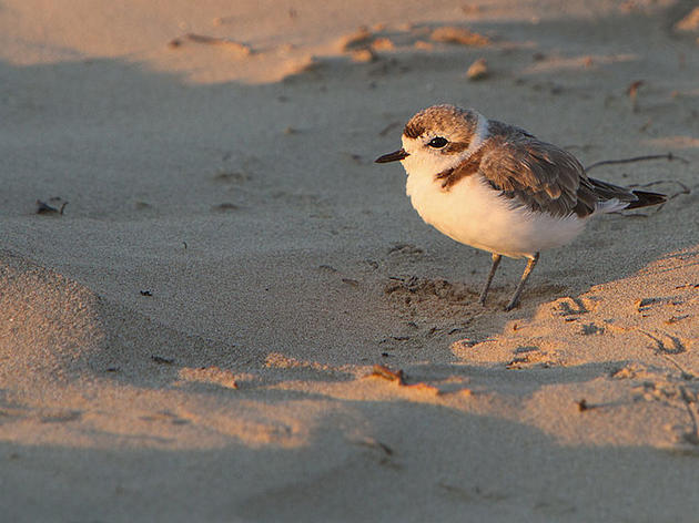 Why the Western Snowy Plover is a 2012 Bird of the Year nominee
