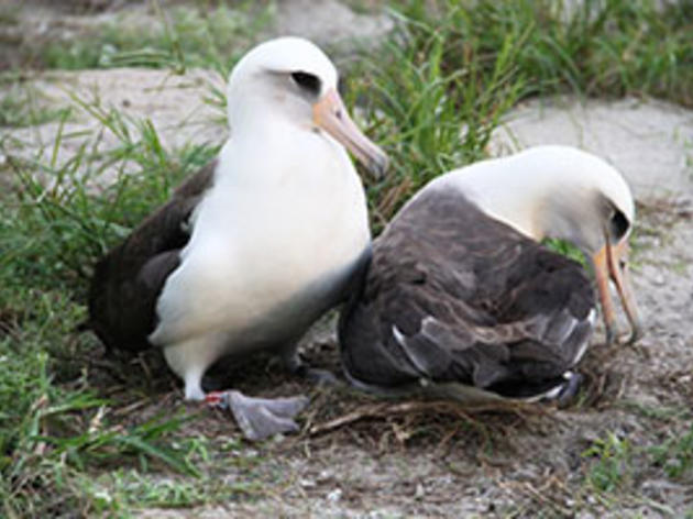 62-year-old Laysan Albatross lays egg at Midway Atoll