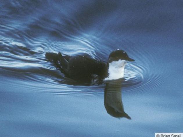 Seabirds and endemic island wildlife flourish after restoration of Anacapa Island