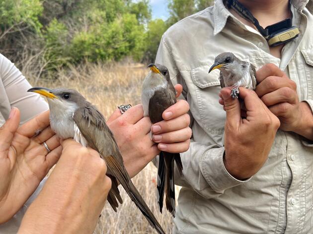 Comeback Cuckoo: Baba Ghanoush Returns to Audubon Kern River Preserve in California