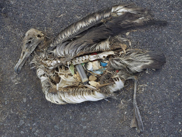 Audubon California supports bills to reduce single-use plastic waste