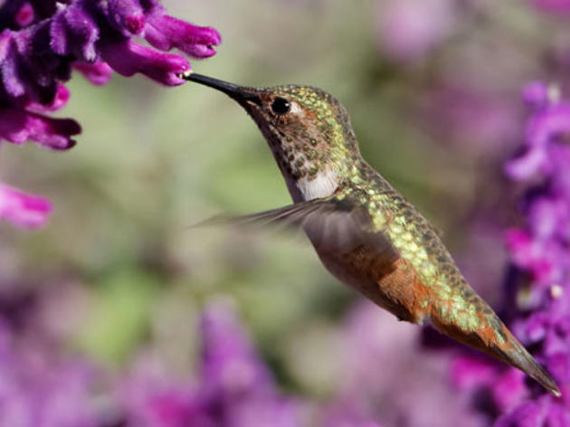 Allen’s Hummingbird named Audubon California’s  2014 Bird of the Year