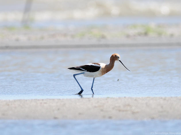 New report offers roadmap for protecting birds at the Salton Sea