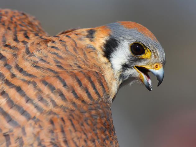 California's climate threatened and endangered birds