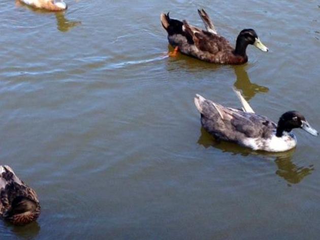 Bad idea: feeding bread to ducks and other birds