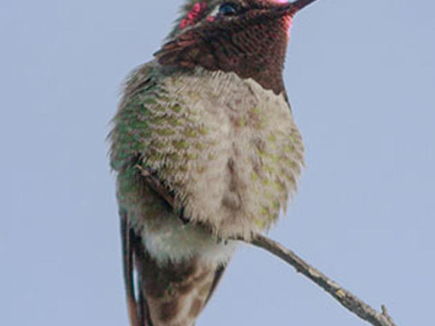 Hummingbirds @ Home is awesome