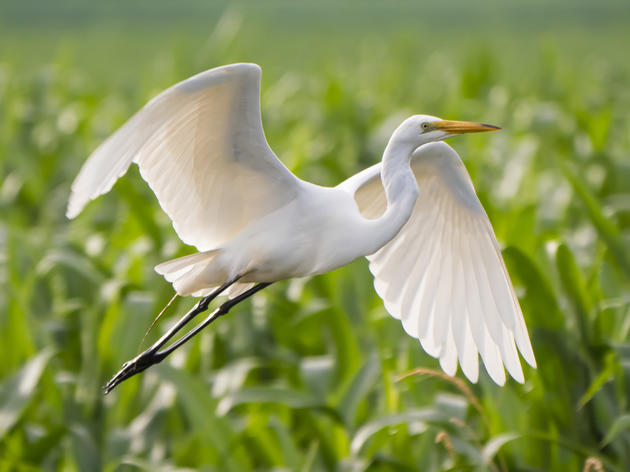 Audubon Testifies at U.S. House Hearing on the Migratory Bird Treaty Act