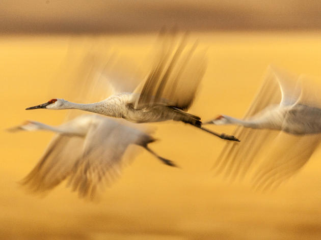 Audubon-Sponsored Bill Protecting California’s Birds Clears State Senate