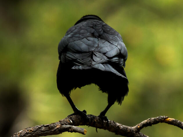 Things you may or may not know about crows