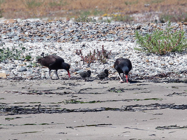 Black Oystercatcher nest observed in Richardson Bay