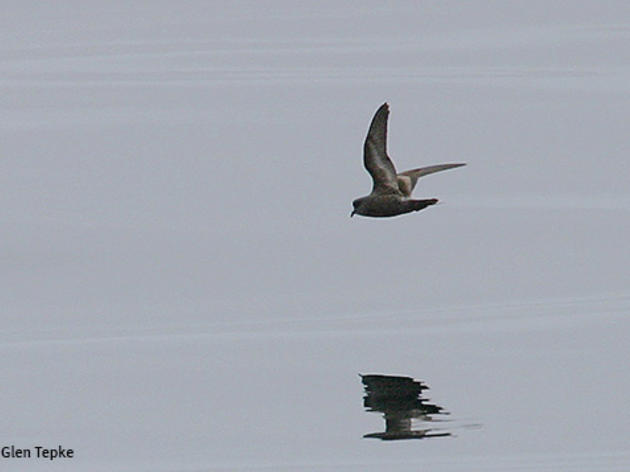 The Ashy Storm-petrel struggles