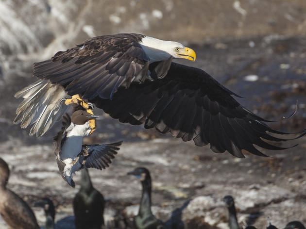 Congress Responds to Climate Change Impact on Seabirds and Fisheries 
