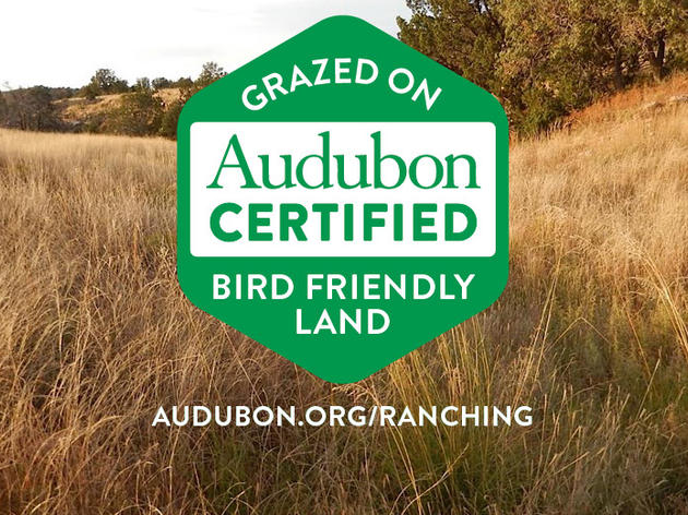 How conservation ranching is saving grassland birds