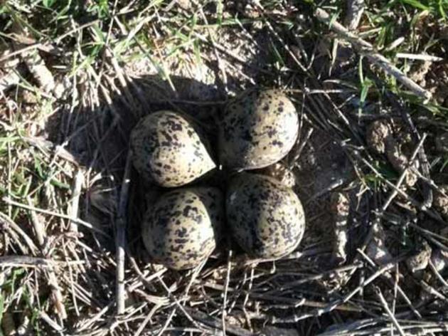 First American Avocet nest in rice