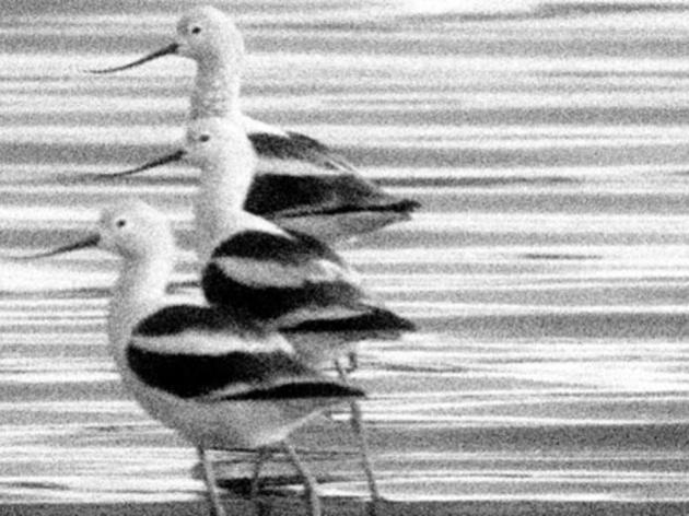 Audubon Magazine tracks the return of birds to Owens Lake