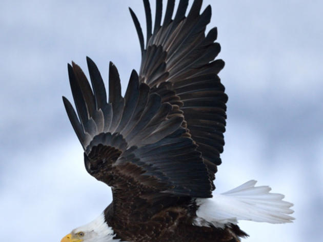 Why the Bald Eagle is the most hardcore bird in the history of hardcore birds in 15 facts 
