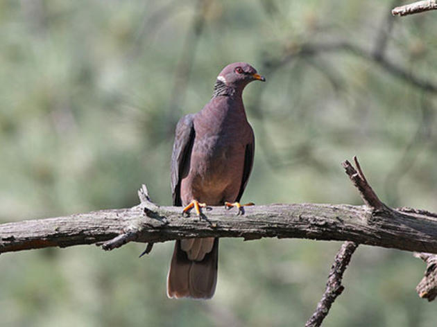 State Fish and Wildlife officials warn about new threat to Band-tailed Pigeons