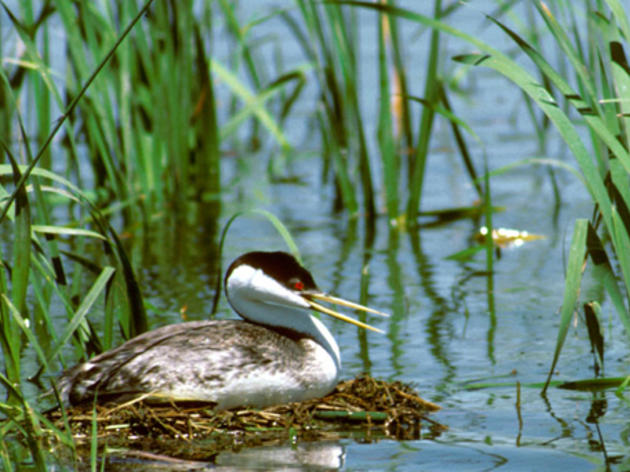 Grebe Conservation Project