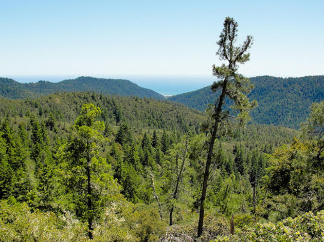 Lawsuit filed over Marbled Murrelets at Big Basin Redwoods