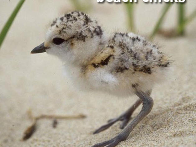 California needs more beach chicks