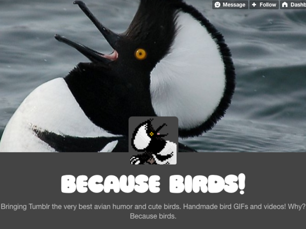 Behind the blog: The creator of Because Birds