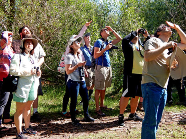 Bird LA Day unites an entire city around birds