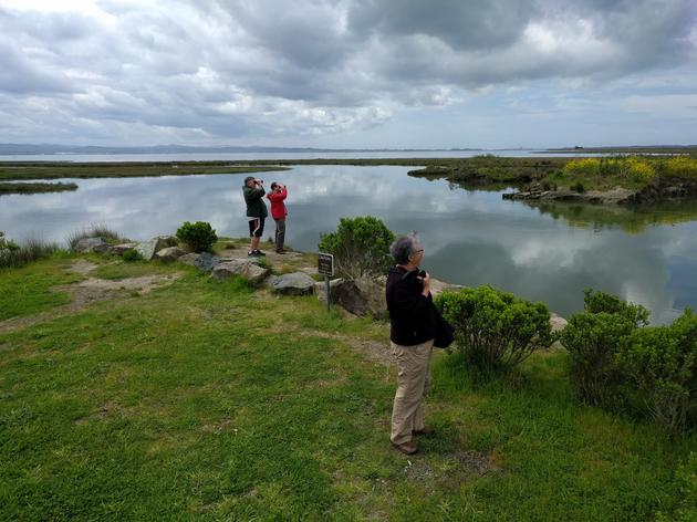 Surveying for shorebirds in Humboldt Bay