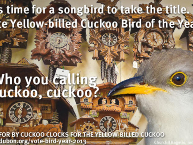 Cuckoo clocks for the Yellow-billed Cuckoo
