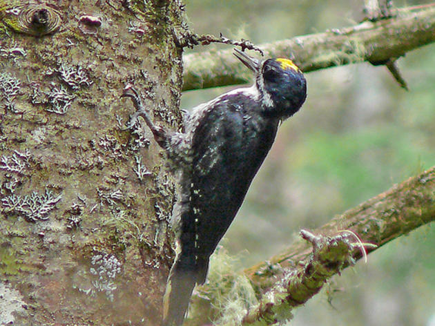 CA Fish and Game Commission to consider protected status for Black-backed Woodpecker