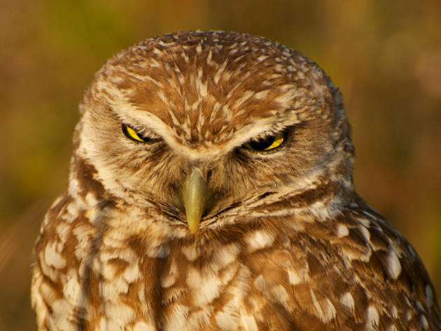 Burrowing Owl named Audubon California’s 2013 Bird of the Year