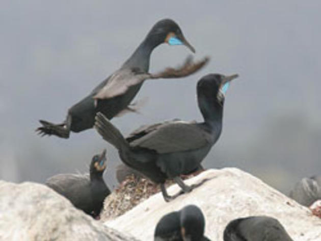 Protecting Seabirds Through the Marine Life Protection Act