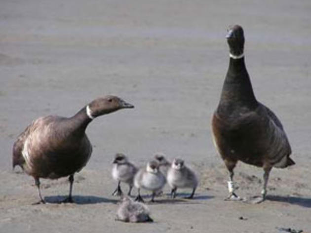 Warmer temperatures up north prompting some birds to just stay where they are for the winter