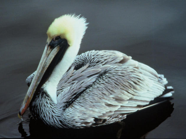 Update on pelican that received plastic surgery