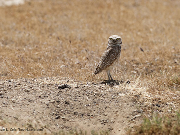 When the Navy discovered it was home to Burrowing Owls