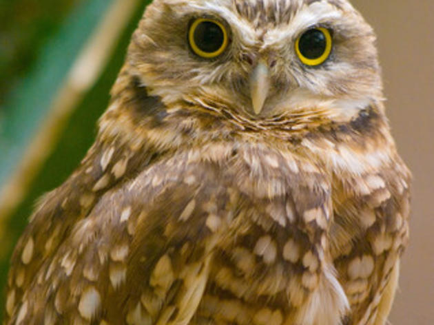 Why the Burrowing Owl is a 2012 Bird of the Year nominee