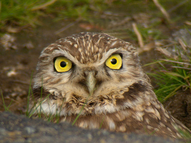 A new conservation tool for Burrowing Owls