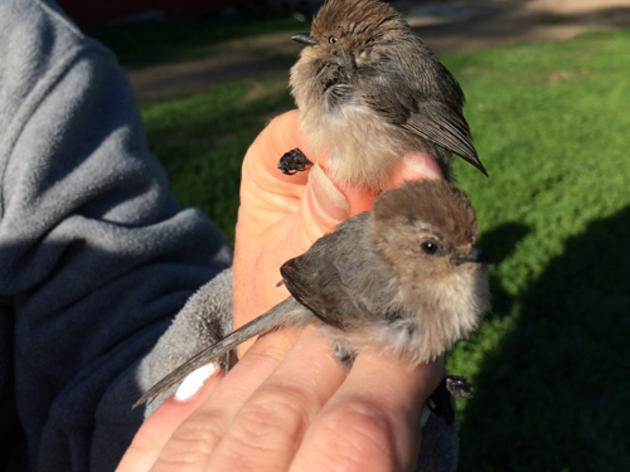 Lots of great birds at the Audubon Starr Ranch