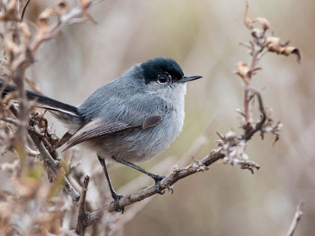 Legal action aims to protect Threatened Coastal California Gnatcatcher